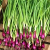 Seeds Red Welsh Onion Bunching Non GMO Vegetable for Planting