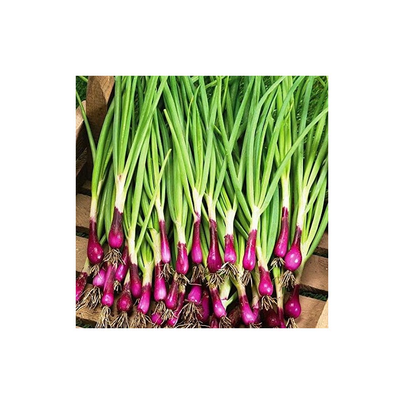 Seeds Red Welsh Onion Bunching Non GMO Vegetable for Planting