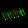 Luminous Wood Shrimp Squid Hook Lures Shrimp Bait with Squid