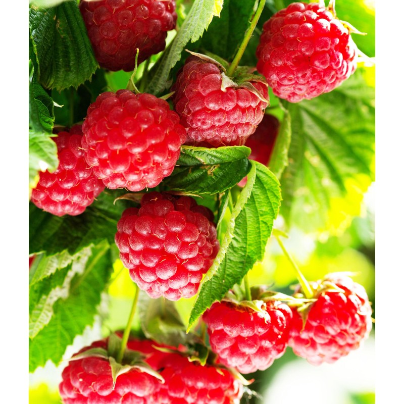 100+ Red Raspberry Seeds: Grow Delicious Heirloom Berries (Non-GMO)