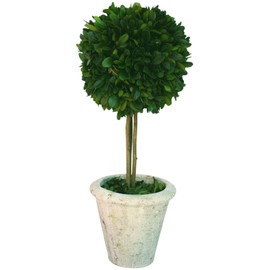 Mills Floral Company Box Topiary, Single, Large, 6" x 16"