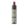 Vervain No. 31 Princeps Original Bach Flower Verbena Drops