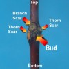 Jujube T612A (2) Ant Admire Jujube Tree 8" Thin Cuttings