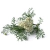 Yarrow Flower - Achillea millefolium Loose Leaf & Flower C/S