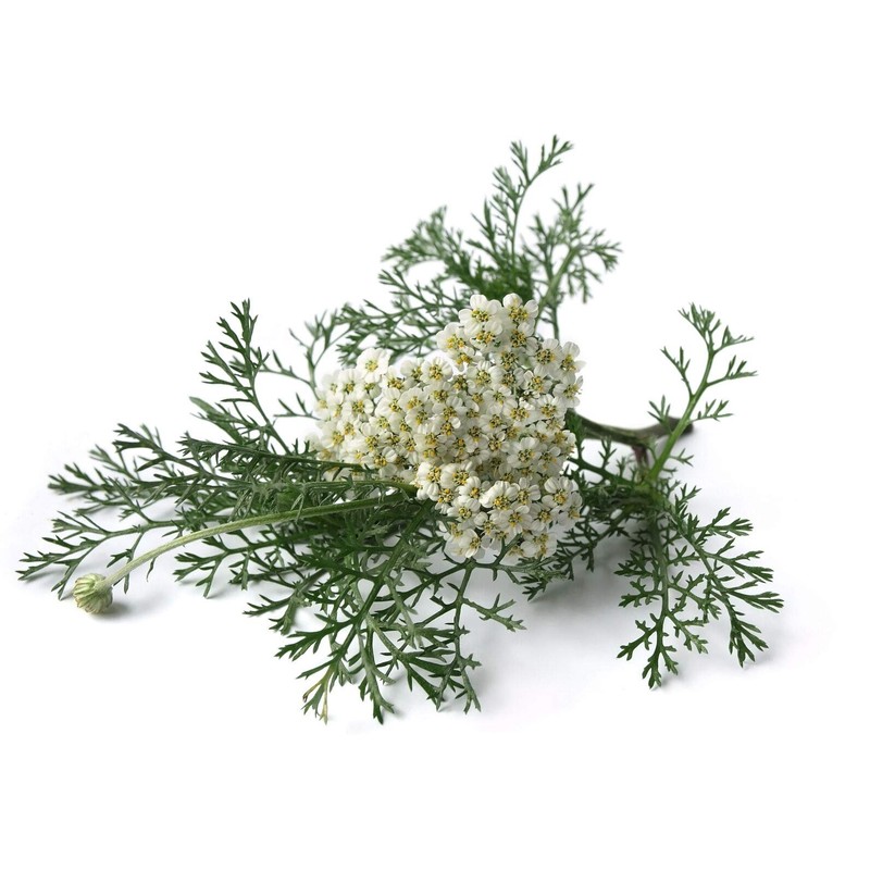 Yarrow Flower - Achillea millefolium Loose Leaf & Flower C/S