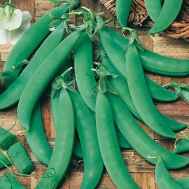 Mangetout pea Norli 125g Seeds