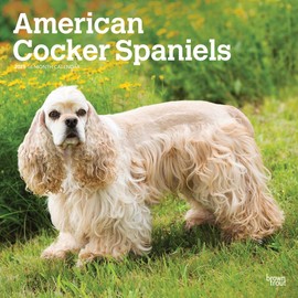 American Cocker Spaniels | 2025 12 x 24 Inch Monthly Square Wall Calendar | BrownTrout | Animals Dog Breeds