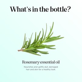 Maple Holistics Pure Rosemary Oil for Hair and Skin - Undiluted Premium Grade Essential Oil for Diffusers Aromatherapy and Beauty DIYs - Nourishing Hair Oil for Enhanced Shine and Volume (60mL)