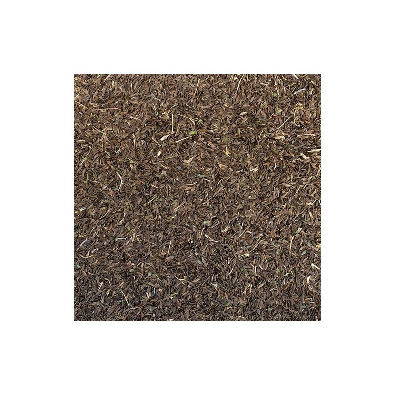 Palm Beach Medicinal Herbs - Prickly Wild Lettuce (Lactuca serriola)