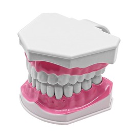 ANCLLO Tooth Model 2 Times Dental Large Teeth Model Dental Teaching Study Brushing Tooth Model for for Teaching and Study