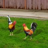 Metal Chicken - Chicken Metal Garden Art,Spring Outdoor Decorations, Set