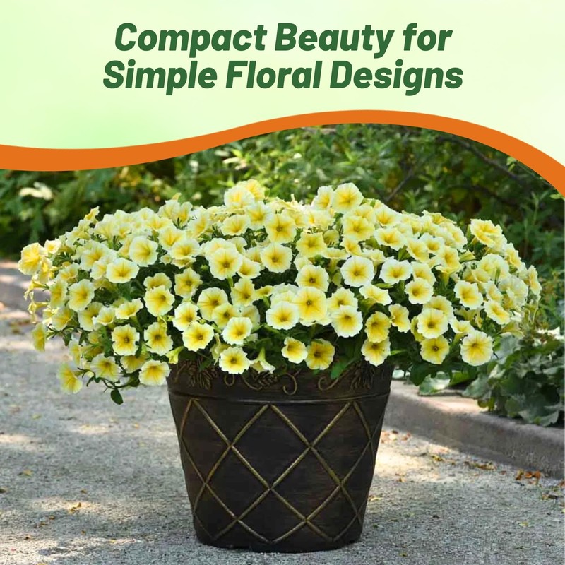 Outsidepride Yellow Petunia Grandiflora Seeds - 500 Pcs. Annual, Compact