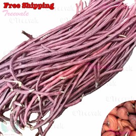 Treevale Red Noodle Yardlong Bean, Asparagus Bean, Chinese Long Bean SEEDS - 50 Seeds No Tracking