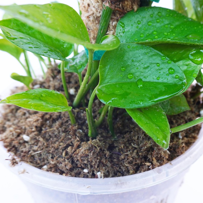 Kapecute 2QT Pothos Soil, Ideal Soilless Potting Soil Mix for