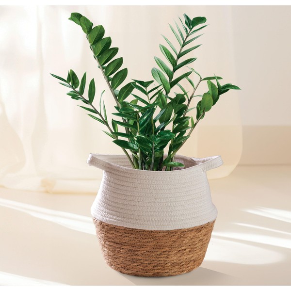 Medium Size Durable Cotton Seagrass Wicker Basket for Plants & Storage (White)