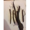 Roots Comfrey root cuttings LIVE 4 3 to 4" live
