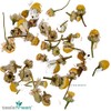 Chamomile Flowers - (100 grams)