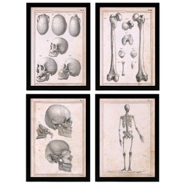 Nacnic Set of 4 Anatomy of body bones and Head. Aesthetic Wall Art Prints for Bedroom or Living Room Design. Sizes A4. No Frames.