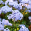 Eden Brothers Ageratum Seeds (Dwarf) - Blue Mink