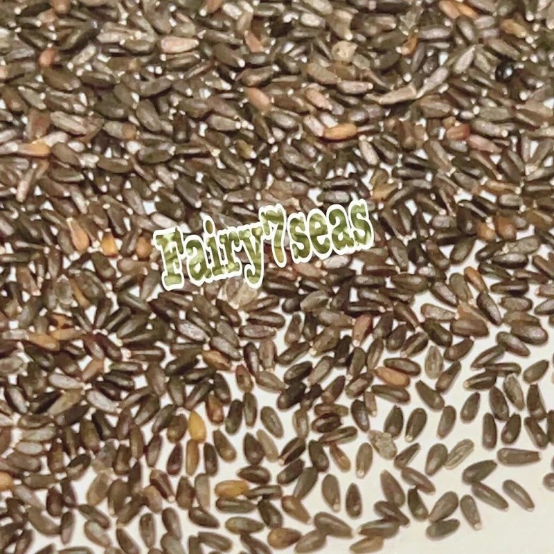 Fairy7Seas Lemon Balm Seeds - Melissa officinalis - Honey Plant