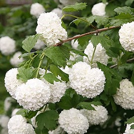 Viburnum opulus Roseum-Gelder Rose in 9 cm Pot