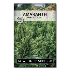 Sow Right Seeds - Green Garnet Amaranth Seeds for Planting - Non-GMO Heirloom Packet with Instructions to Plant & Grow an Outdoor Home Vegetable Garden - Hanging Green Amaranthus - Great Gift (1)