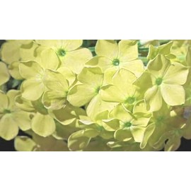 Generic 50 Yellow Phlox Seeds Flower Perennial Seed Flowers Butterfly Perennial Flower Garden Seed Flowers Seed Flower