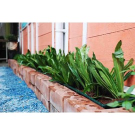 4,000+ Seeds Thai Organic Parsley (Non GMO), Culantro, Mexican Coriander, Recao, Cilantro ancho, Long Coriander, Parsley (Eryngium foetidum) Herb Seeds.