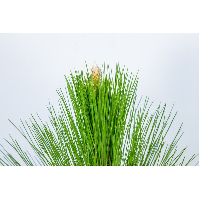 LONGLEAF Pine - Size: 3 Gallon, Live Plant, Includes Special