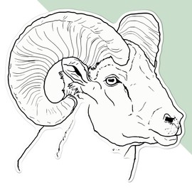 Large 210mm 'Ram Head' Permanent Sticker Decal for Cars/Windows/Bins/Walls etc (DW00047291)