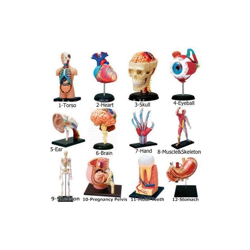 4D Vision Deluxe Human Anatomy Torso Model