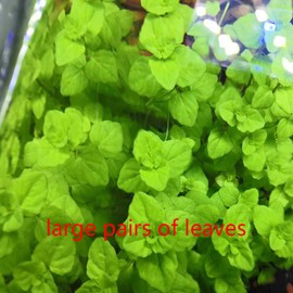 4 Pack Aquarium Plant S.e.e.ds, no Artificial Plastic Plant, Fish Tank Live Grass for All substrates (0.36ozTiny+0.36oz Long+0.35ozHeart-Shaped 0.35oz Big Dual) LZBS1