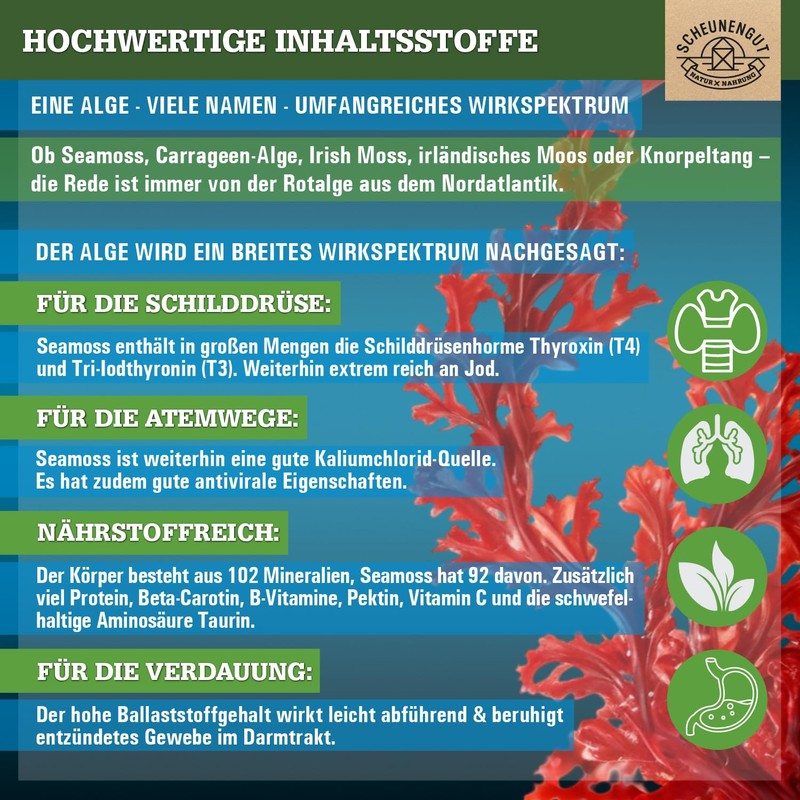 Seemoos aus isländischem Moos roter Seetang Sea moss