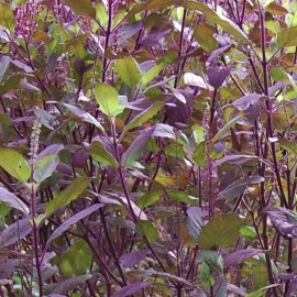 Southeast Seeds Red Leaf Holy Basil Seeds, NON-GMO, Tulsi, Monk's Basil, Ayurveda, FREE SHIPPING - 2500 Seeds or 1/8 OZ