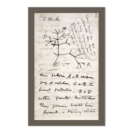 EvolveFISH Darwin's Tree of Life Poster - [11" x 17"]
