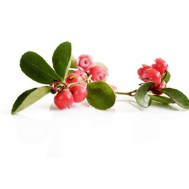 Wintergreen Leaf - Dried Gaultheria procumbens Leaf C/S from 100% Nature (4 oz)