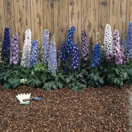 Outsidepride 100 Seeds Perennial Delphinium Magic Fountain Crystals Garden Flower Seed Mix for Planting