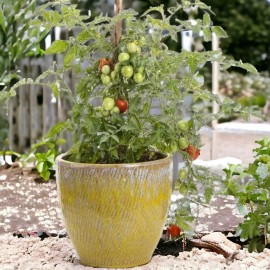 Nygardenia 200pcs Tomato Cherry Pink Grape Seeds - Heirloom, Non-GMO Seeds