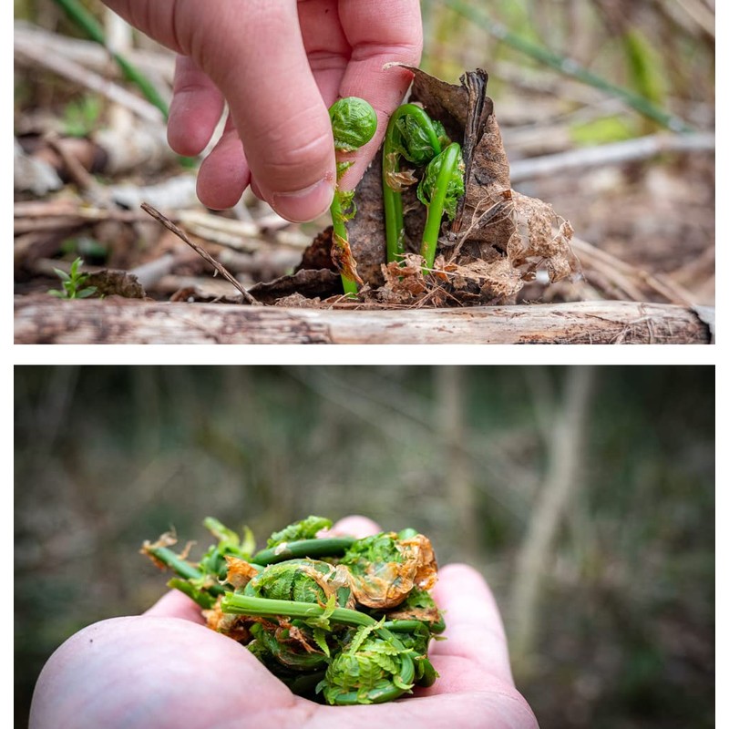Wild Pickled Fiddleheads (Dill, 250 ml - 8 oz)