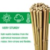 Mininfa Natural Bamboo Stakes 6 Feet, Eco-Friendly Garden Stakes, Plant