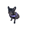 BULLHUG Harness – Made for Larger Chested Dogs Like English