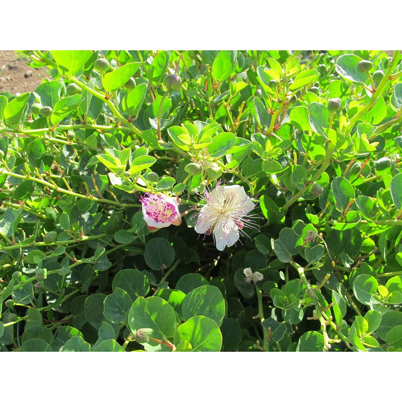 Capers in Sea Salt - La Nicchia - Pantelleria Island,