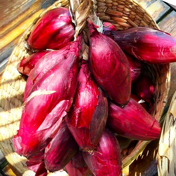 TomorrowSeeds - Red Tropea Onion Seeds - 600+ Count -
