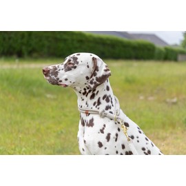 TRIXIE Soft Rope Dog Lead, M-L 1.0 m/10 mm, Grey, Robust Long Dog Lead Made of Rope with Trigger Snap Hook, for Medium Dogs, Soft and Round Material with Hand Loop - 1984019