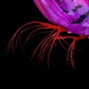 DUEL(デュエル) スッテ EZ-SLIM 布巻 パラソル 85mm 04 LBBL 重量:6g A1687-LBBL-夜光ボイルブラック
