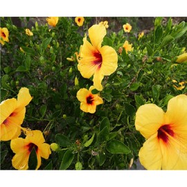 HAWAIIAN YELLOW HIBISCUS PLANT CUTTING ~ GROW HAWAII