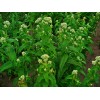 300 Common Boneset Seeds - Eupatorium perfoliatum - None-GMO Medicinal