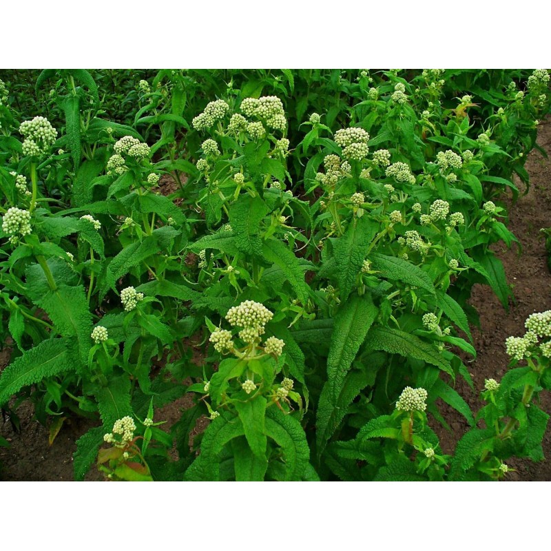 300 Common Boneset Seeds - Eupatorium perfoliatum - None-GMO Medicinal