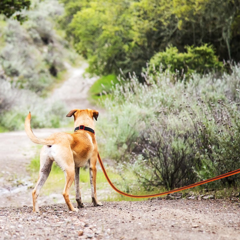 Wisedog Recall Lead for Dogs, Training Lead for Dogs, Long