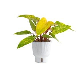 Costa Farms Painted Lady Live Plant, Rare Unique Indoor Houseplant Potted in Indoors Garden Plant Pot, Living Room Home Decor, Trending Tropicals Collection, 1 Foot Tall